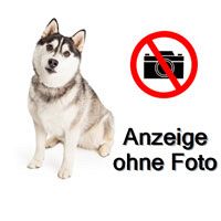 Reinrassiger Husky Welpe (Hündin) 8 Monate mit Stammbaum