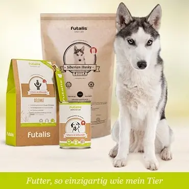 Welches Futter für Husky?