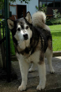 Alaska Malamute