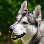 Husky Charakter und Wesen