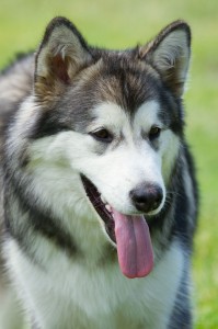 Husky Erbkrankheiten