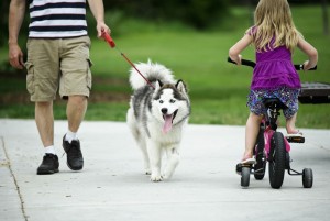 Husky verliert Haare - Fellpflege