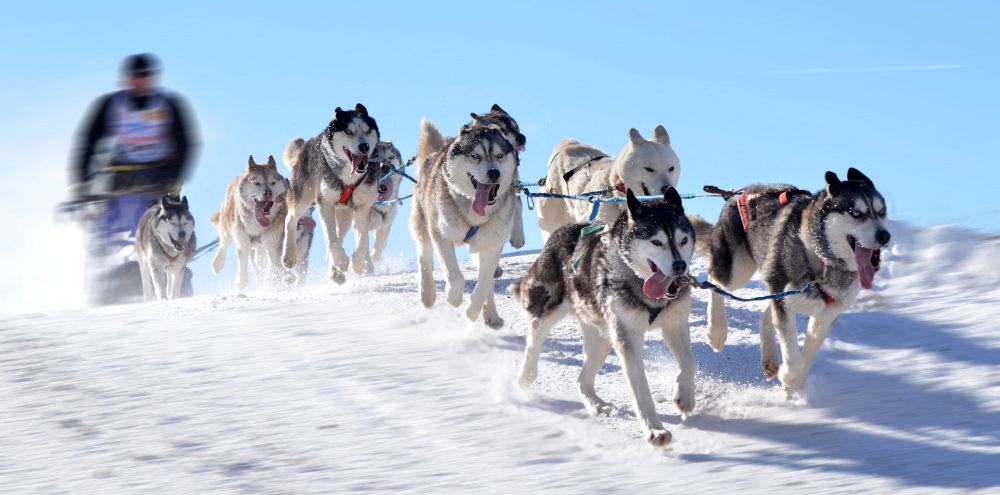 Husky Hunde im Schnee
