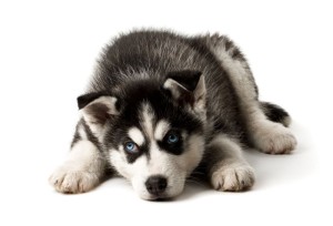 Husky Welpen