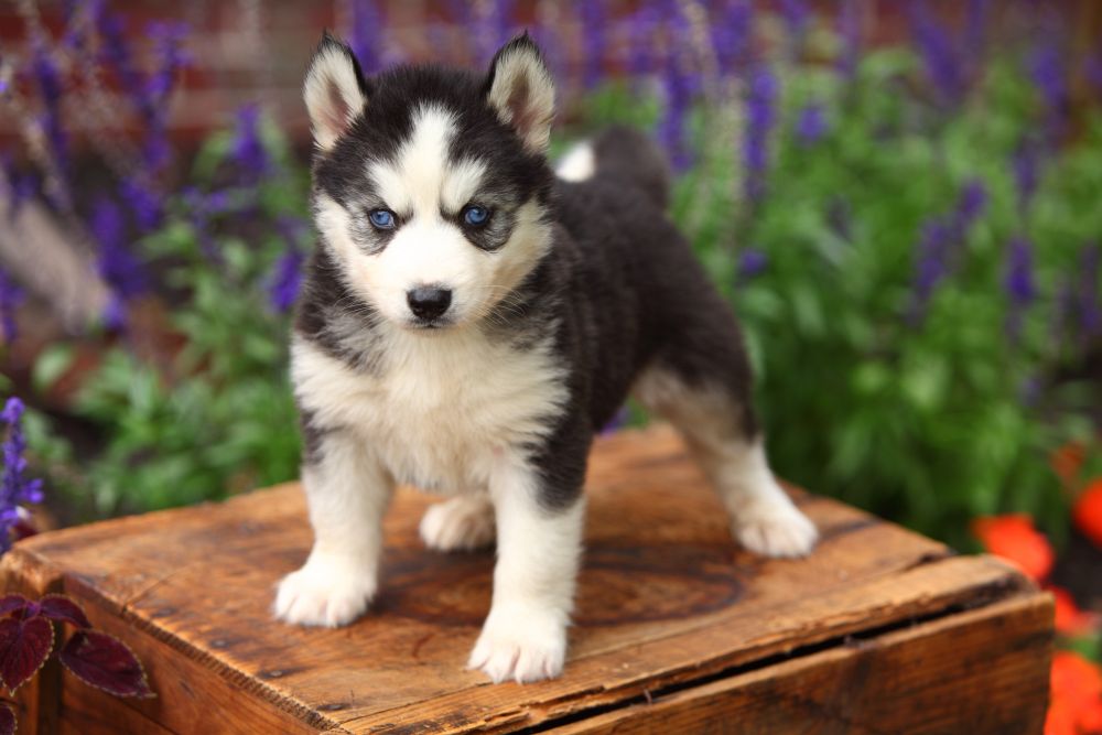 Husky Welpen Futter