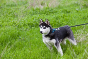 Husky Wesen