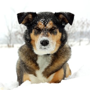Husky Mischling im Schnee