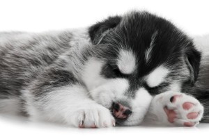 Impfung Parvovirose Husky Welpen