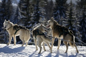 Streusalz im Winter - Gift für die Pfoten des Husky