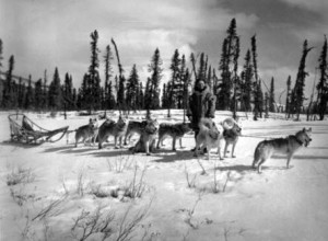 Siberian Husky Ursprung und Geschichte