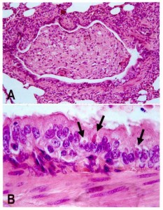 Staupe Virus Husky Impfung
