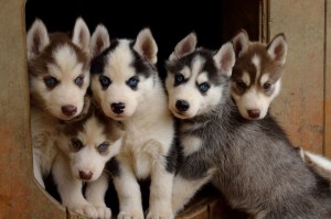Süße Husky Welpen