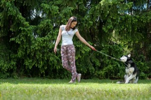täglicher Auslauf mit dem Husky