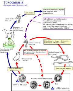 So funktioniert der Wurmbefall beim Hund