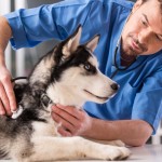 Husky Krankheiten