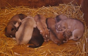 Husky Mischling Welpen
