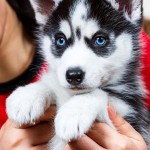 Auswahl Husky Züchter