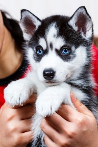 Auswahl Husky Züchter