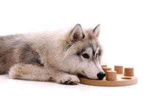 Husky Intelligenzspiele Beschäftigung
