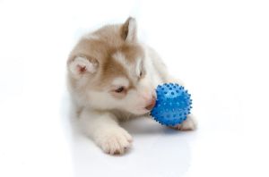 Husky Welpen beschäftigen