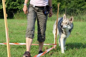 Agility ist für viele Huskys zwar nicht die liebste Beschäftigung, die Kombination aus geistiger und körperlicher Anforderung kann aber eine wunderbare Auslastung sein.