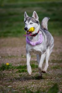 Husky apportieren