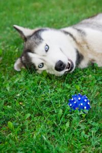 Husky mit Ballspiele körperlich auslasten