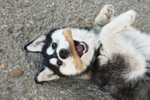Kauknochen für Husky