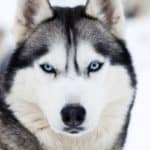 Hund Husky mit blauen Augen im Schnee