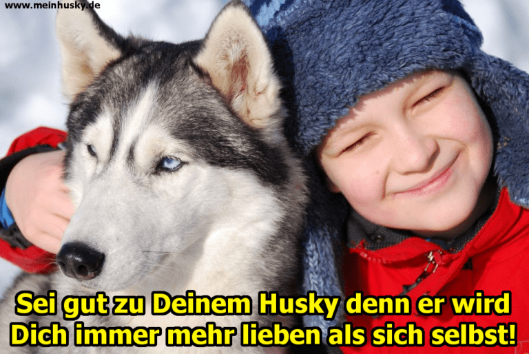 Husky Zitate und Sprüche MeinHusky.de