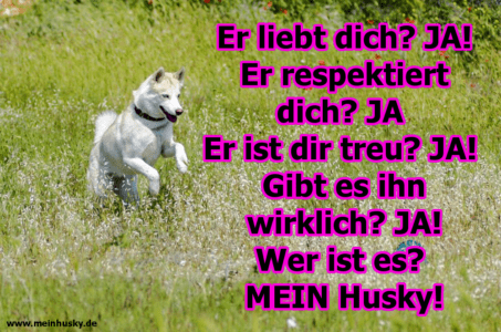 Husky Zitate und Sprüche MeinHusky.de