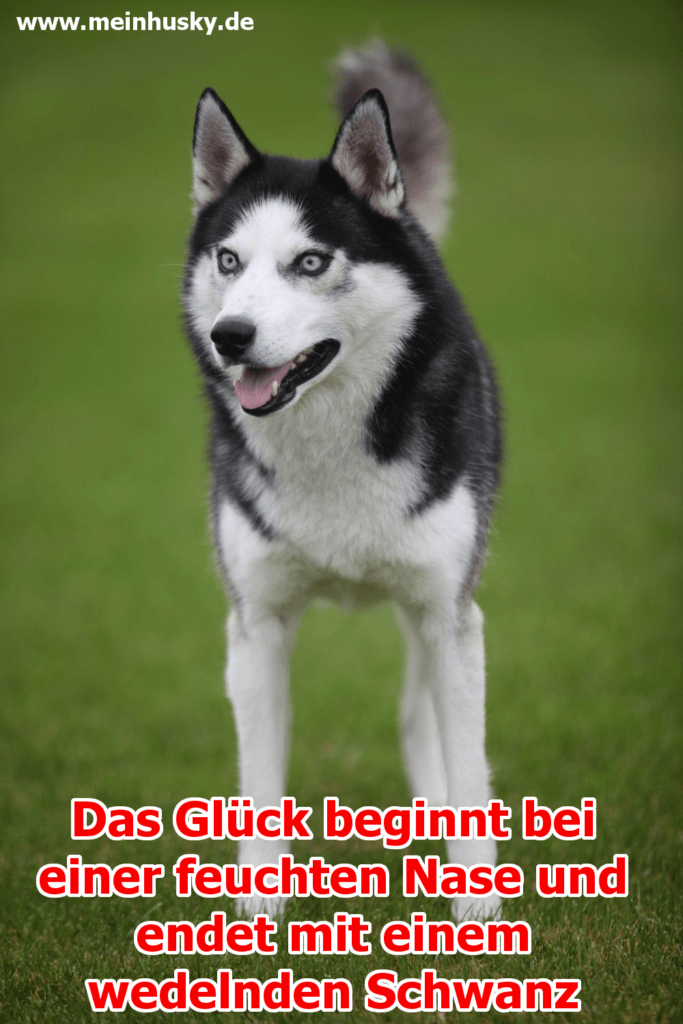 Husky Zitate und Sprüche MeinHusky.de