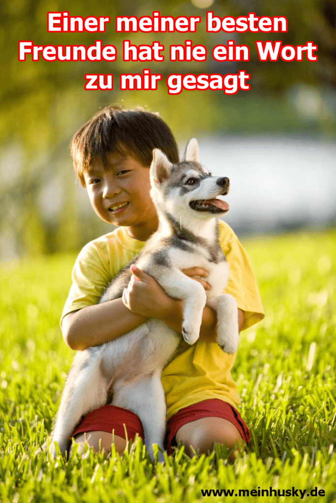Husky Zitate und Sprüche MeinHusky.de