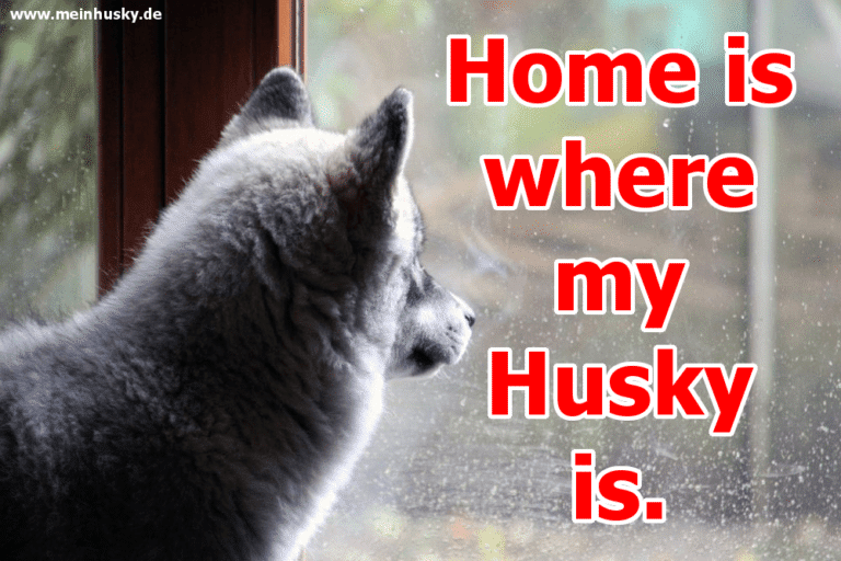 Husky Zitate und Sprüche MeinHusky.de