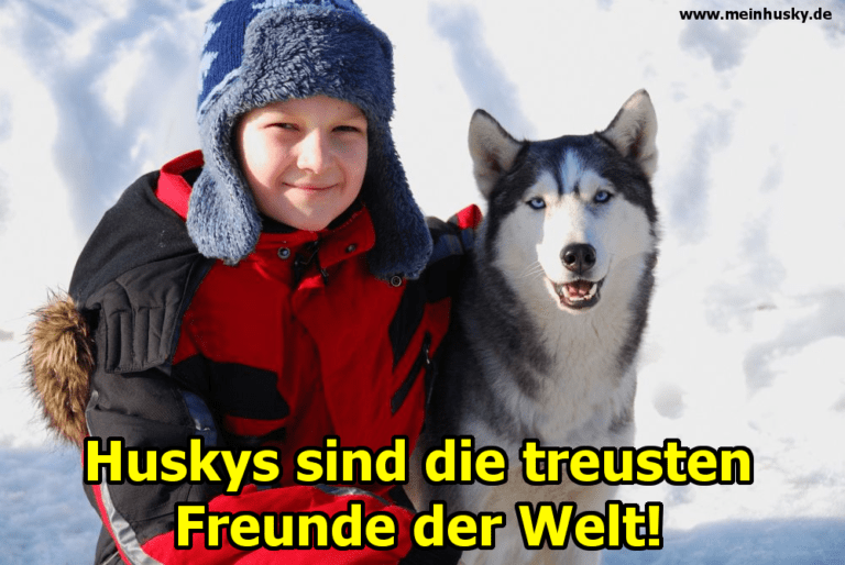 Husky Zitate und Sprüche MeinHusky.de
