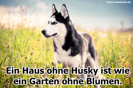 Husky Zitate und Sprüche MeinHusky.de