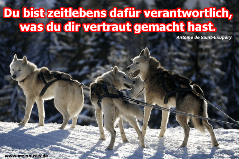 Husky Zitate und Sprüche MeinHusky.de