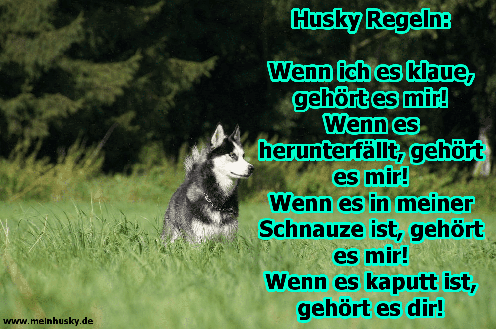 Husky Zitate Und Sprüche