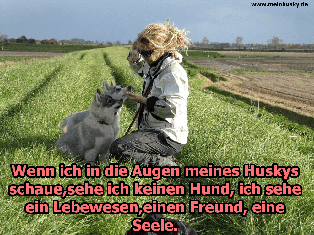 Husky Zitate Und Sprüche