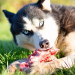 Husky BARF, Rohfütterung als natürliche Art der Ernährung