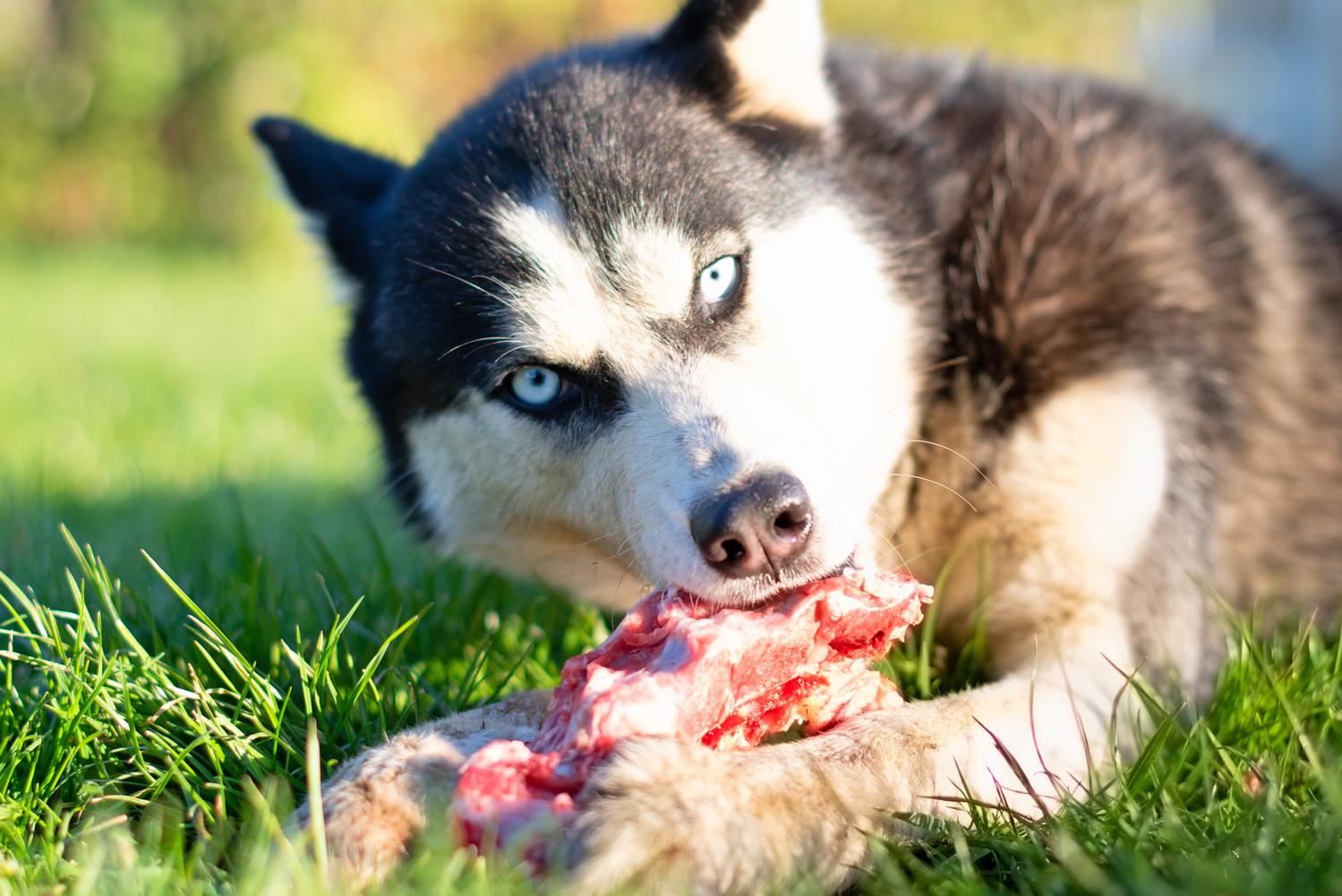 Husky BARF, Rohfütterung als natürliche Art der Ernährung