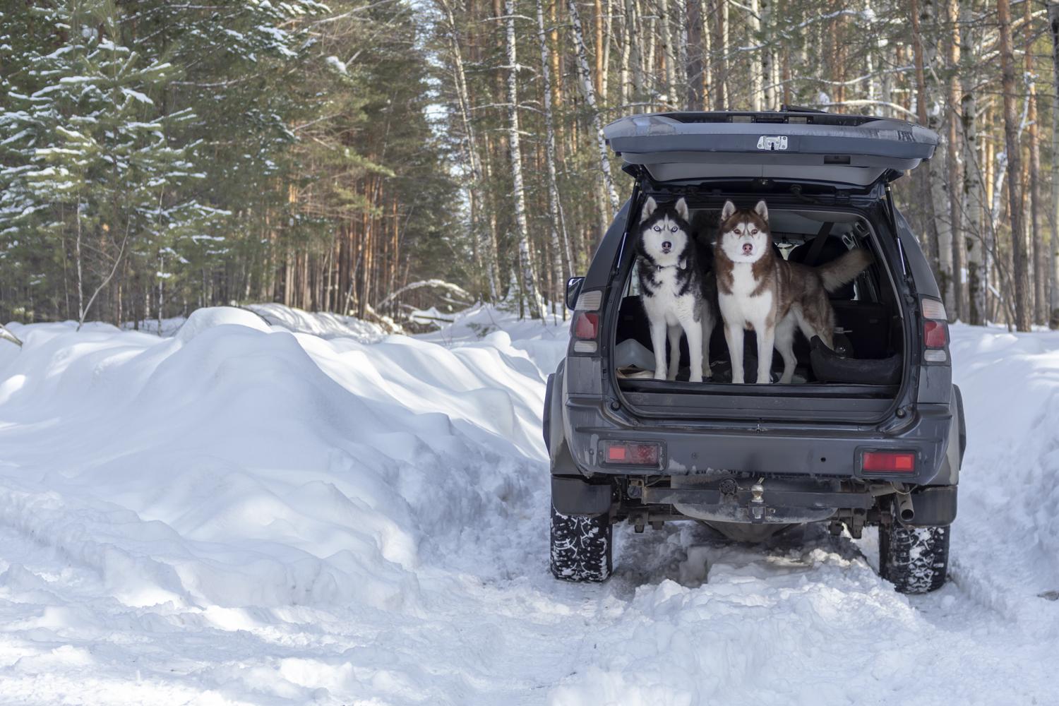 Reisen und Urlaub mit Husky 