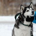 Husky in Not, aus dem Tierheim oder Tierschutz