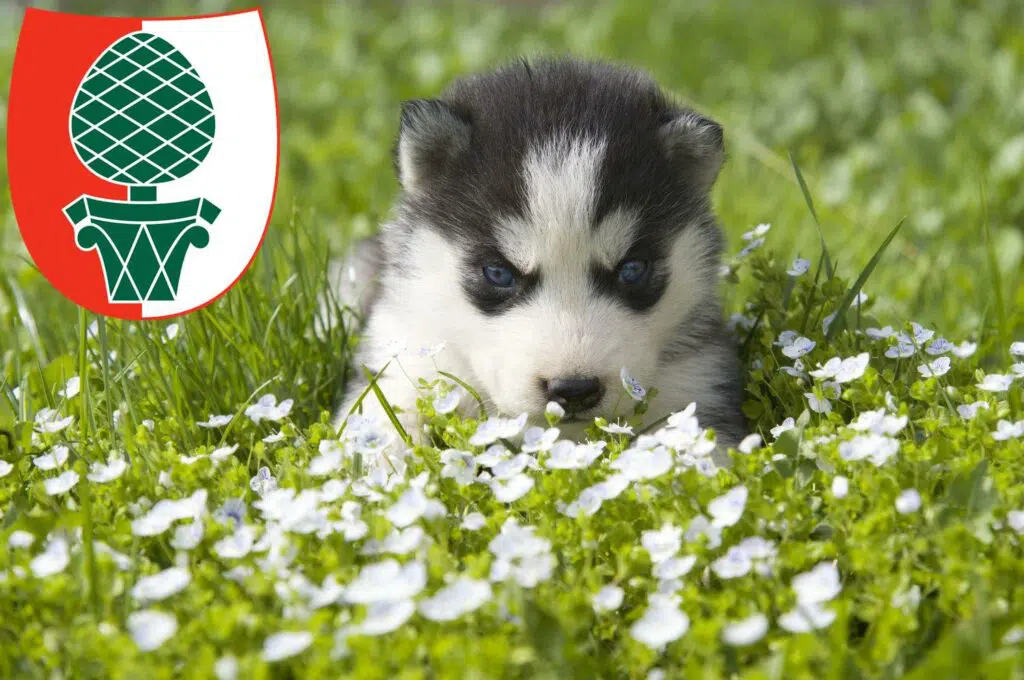 Husky Züchter mit Welpen Augsburg, Bayern