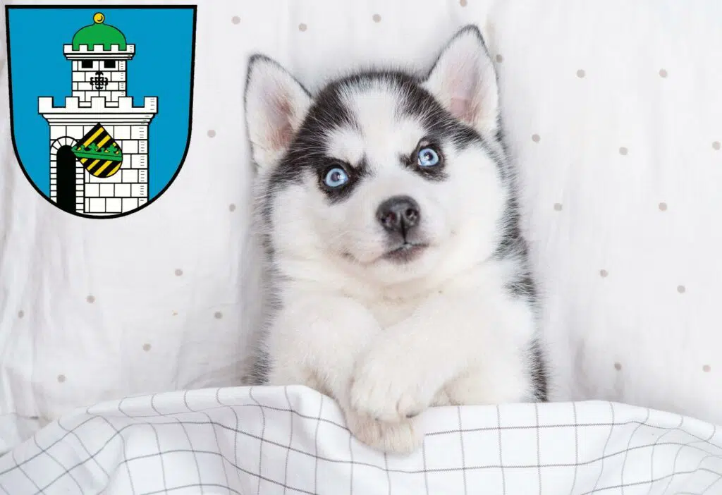 Husky Züchter mit Welpen Bad Belzig, Brandenburg