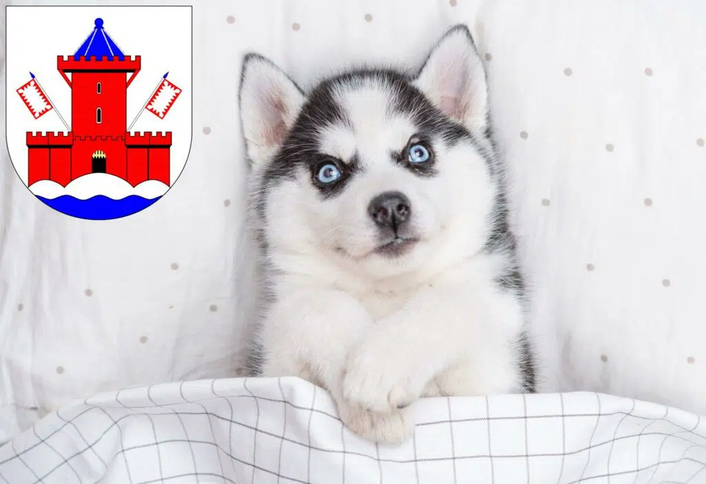 Husky Züchter mit Welpen Bad Segeberg, Schleswig-Holstein