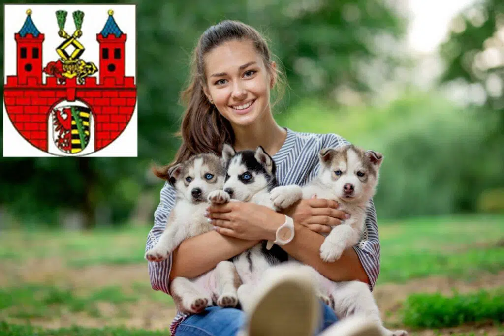 Husky Züchter mit Welpen Bernburg (Saale), Sachsen-Anhalt