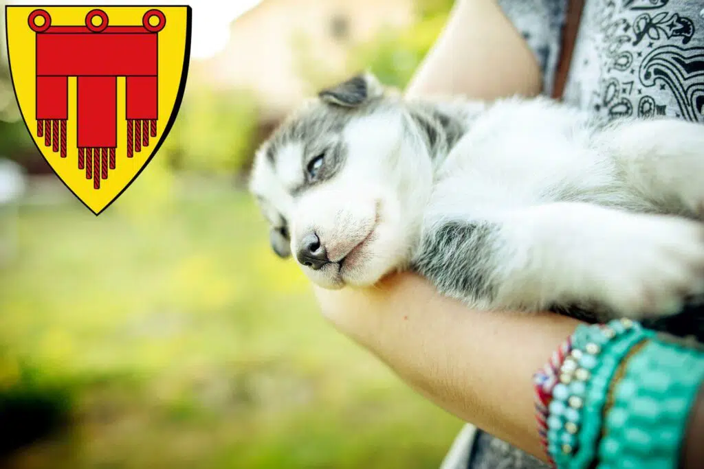 Husky Züchter mit Welpen Böblingen, Baden-Württemberg