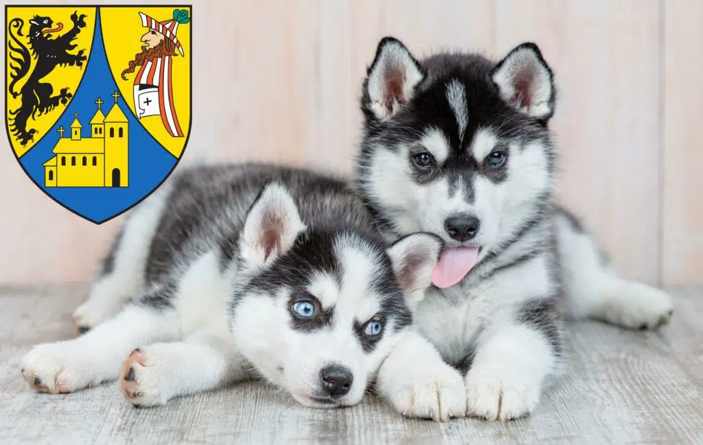 Husky Züchter mit Welpen Borna, Sachsen