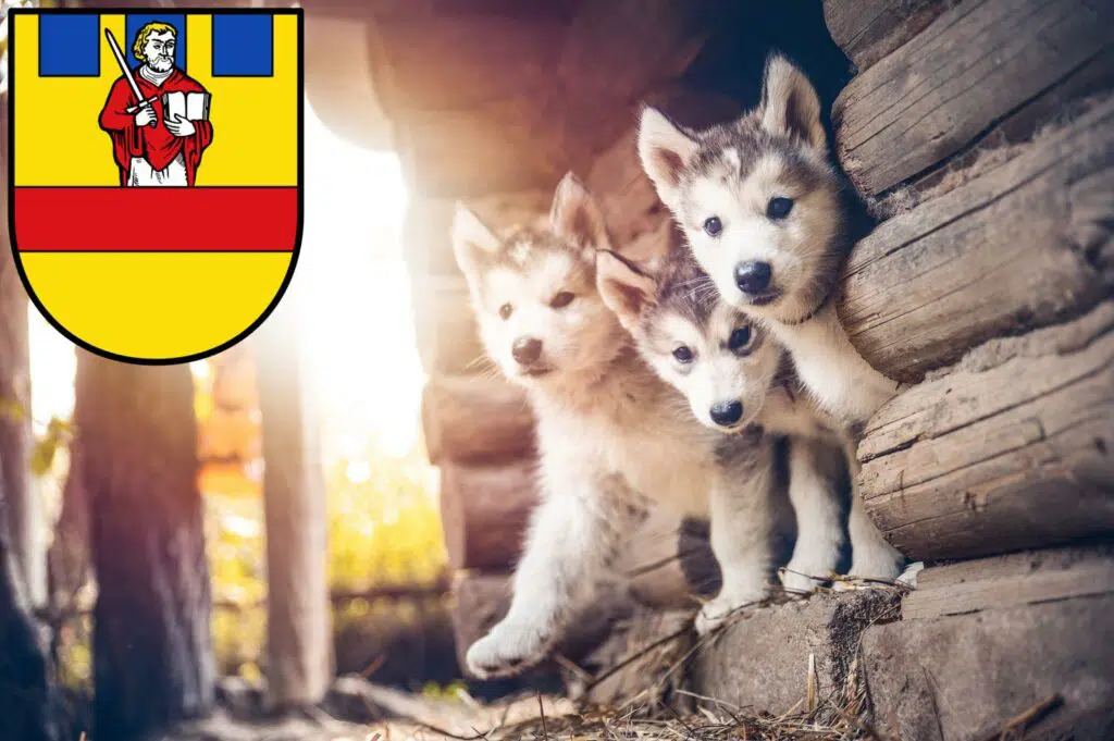 Husky Züchter mit Welpen Cloppenburg, Niedersachsen